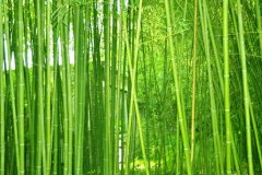 植物株高要如何測量？